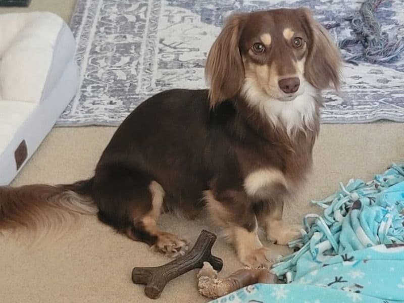Dachshund 2 years 9 months old male medium named Marvel for breeding in Washington County, Oregon | Petmeetly