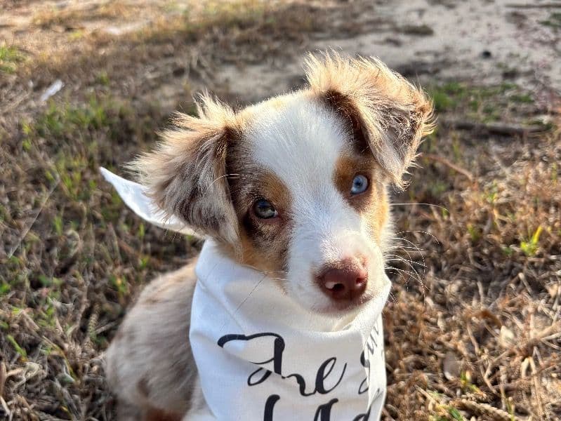 Australian Shepherd 4 months old male small named Arlo for breeding in Lake County, Florida | Petmeetly