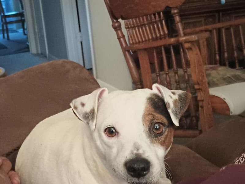 Jack Russell Terrier 5 years 4 months old male medium named Buddy for breeding in Olmsted County, Minnesota | Petmeetly