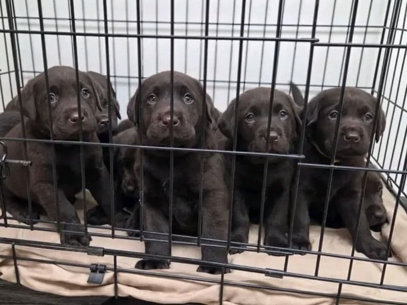 Labradane 9 months old male medium named Tobi for breeding in Fremont, California | Petmeetly