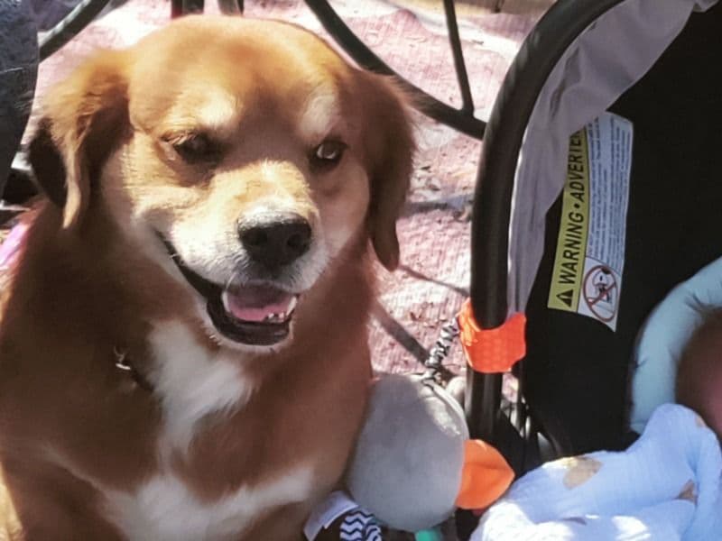 Corgi 5 years 7 months old male medium named Buddy for breeding in Rogers County, Oklahoma | Petmeetly