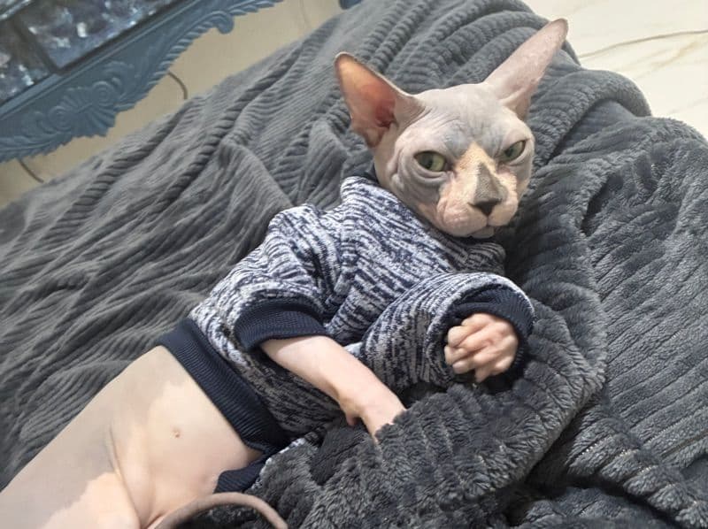 Sphynx 2 years 2 months old male named Runtz for breeding in Miami-Dade County, Florida | Petmeetly