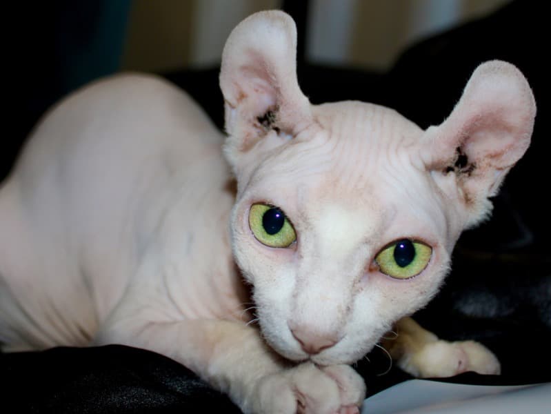 Sphynx 2 years old male named Amun for breeding in Bedburg, Nordrhein-Westfalen | Petmeetly