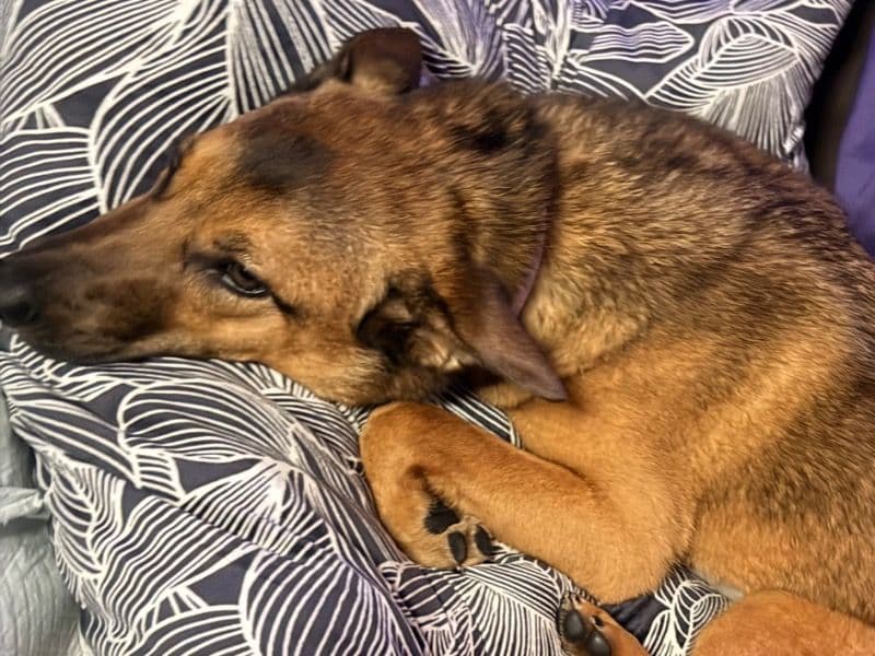 Cinnamon - German Shepherd | Petmeetly