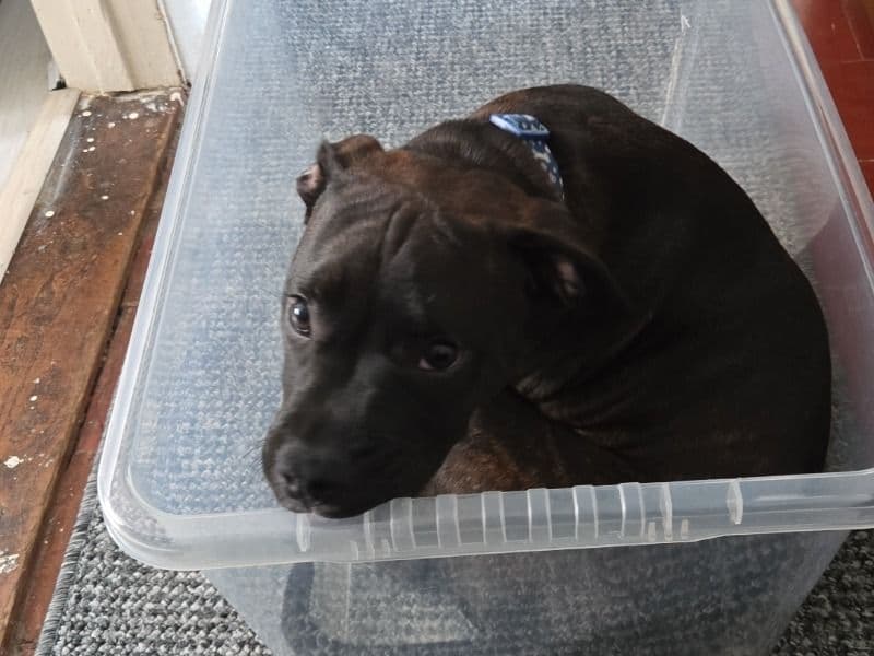 Staffy Pug 10 months old male medium named Max for breeding in Suffolk, England | Petmeetly