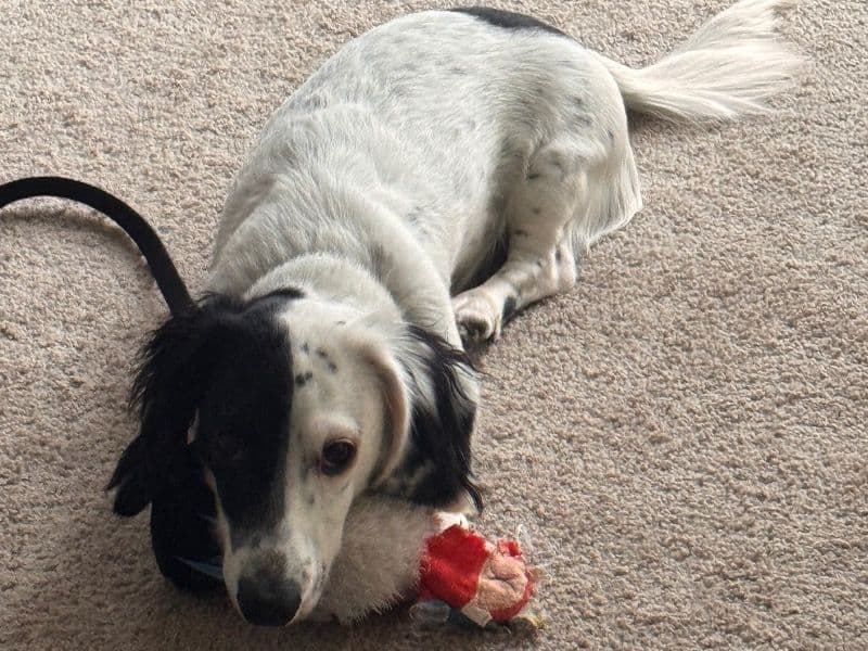 Dachshund 1 year old male medium named Patches for breeding in Lake County, Ohio | Petmeetly