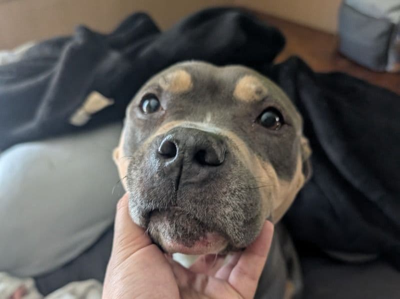 American Bully 6 years 6 months old female medium named Nina for breeding in Bristol County, Massachusetts | Petmeetly