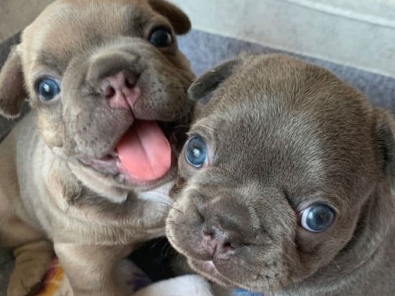Loe And Rosie - French Bulldog | Petmeetly