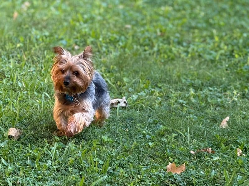 Yorkshire Terrier 9 years 4 months old male small named Leo for breeding in Mobile County, Alabama | Petmeetly