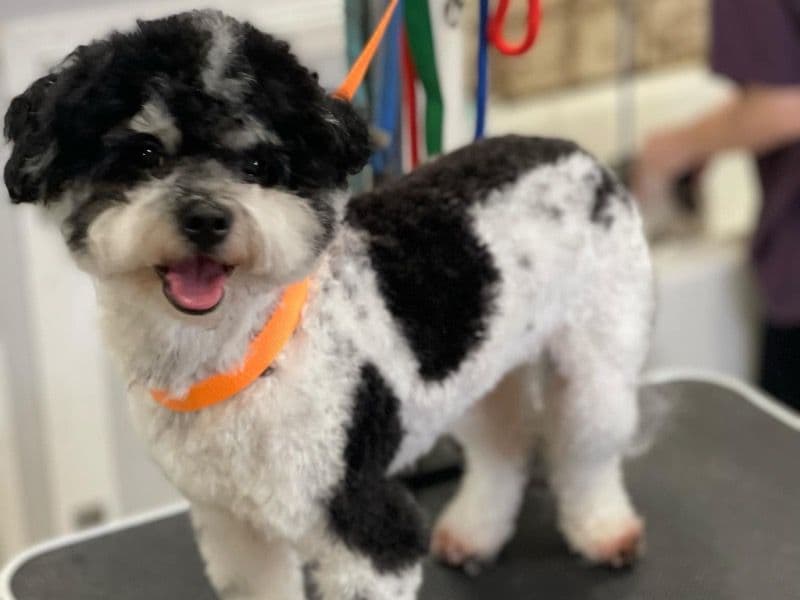 Maltipoo 3 years old male small named Max for breeding in Montgomery County, Alabama | Petmeetly