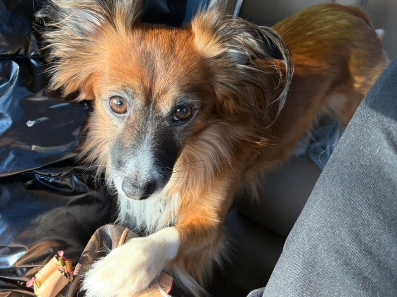 Corgi 3 years 4 months old male medium named Bubby for breeding in Multnomah County, Oregon | Petmeetly