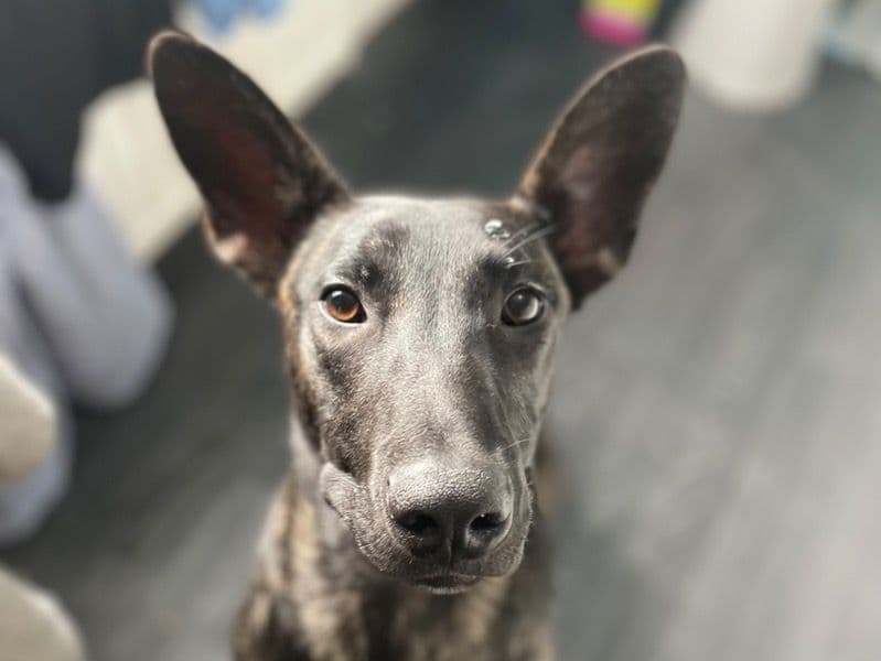 Dutch Shepherd 1 year 1 month old male medium named Zeus for breeding in South Yorkshire, England | Petmeetly