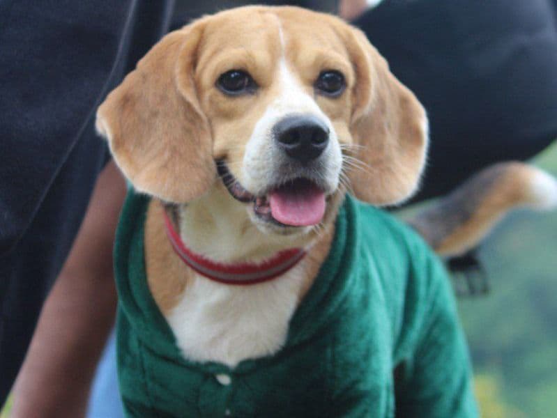 Beagle 3 years 5 months old male medium named Nuggy for breeding in Tiruchirappalli, Tamil Nadu | Petmeetly