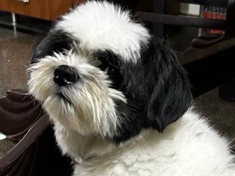Lhasa Apso 3 years 5 months old male small named Johnny for breeding in Bangalore Division, Karnataka | Petmeetly