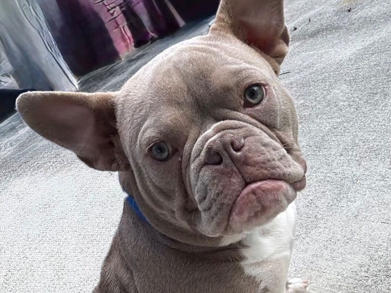 French Bulldog 10 months old male medium named Spike for sale in Condado de Palm Beach, Florida | Petmeetly