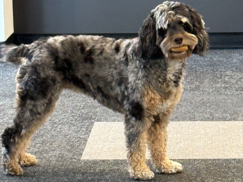 Cockapoo 4 years 1 month old female medium named Winnifred for breeding in Washoe County, Nevada | Petmeetly