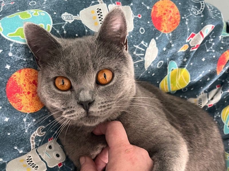 British Shorthair 1 year 4 months old female named Rae Rae for breeding in Kent, England | Petmeetly