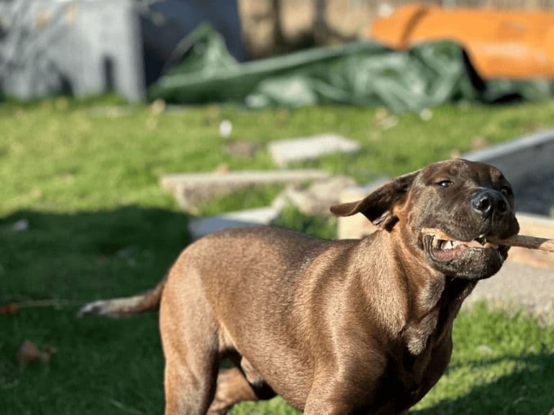 Rottweiler 1 year 2 months old male large named Rolo for breeding in West Lothian, Scotland | Petmeetly