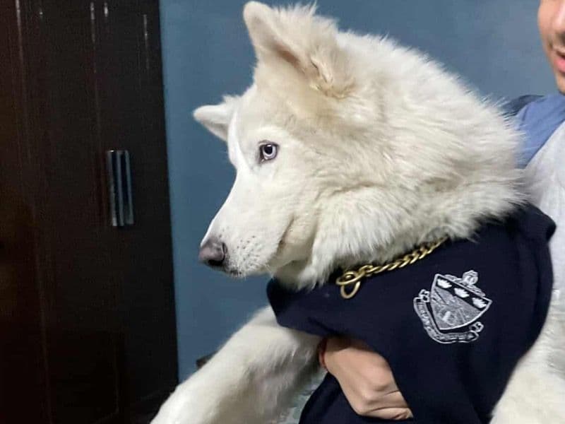 Siberian Husky 11 months old male medium named Hugo for breeding in Delhi Division, Delhi | Petmeetly