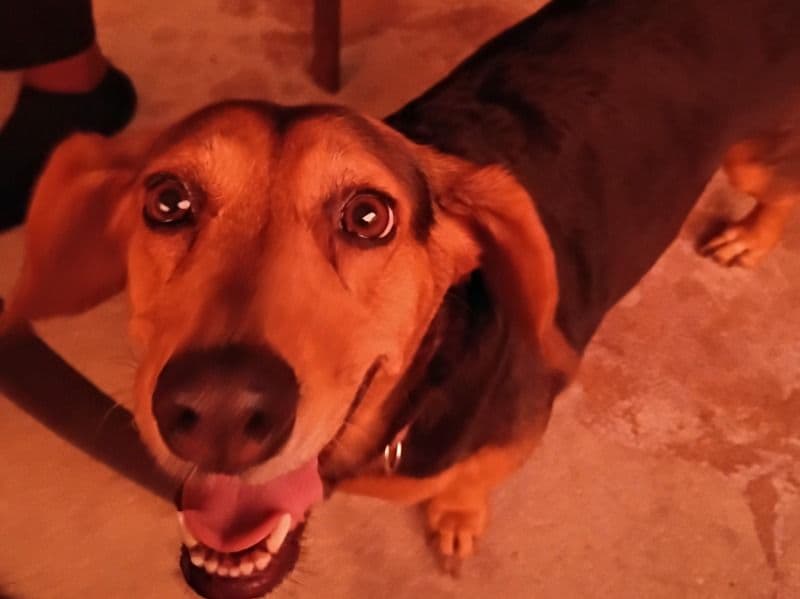 Doxle 7 years 4 months old female medium named Bentley for breeding in Pasco County, Florida | Petmeetly