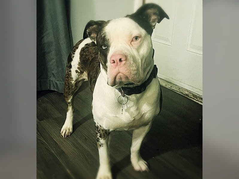 American Bully 1 year 9 months old female medium named Karley for breeding in Nipissing District, Ontario | Petmeetly