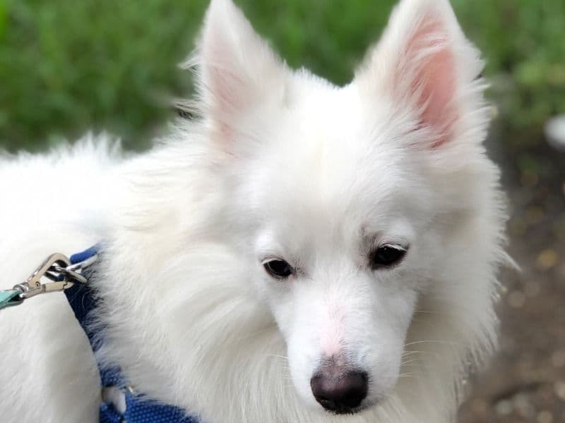 Spitz 5 years 5 months old male medium named Coco for breeding in Konkan Division, Maharashtra | Petmeetly