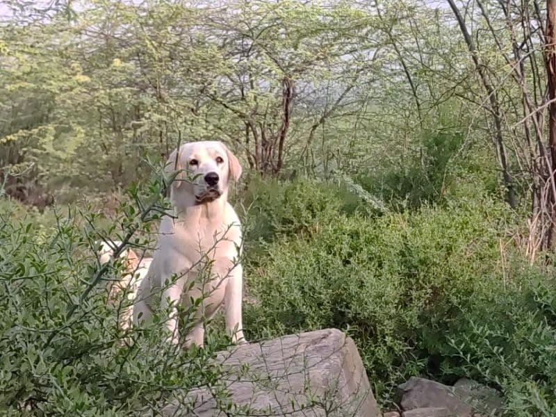 English Labrador Retriever 1 year 7 months old male medium named Chiku for breeding in Ajmer Division, Rajasthan | Petmeetly