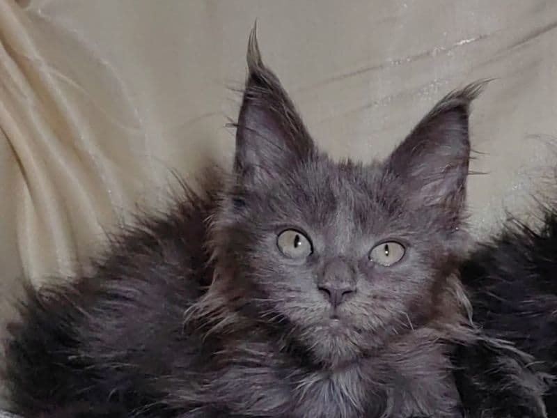 Maine Coon 3 months old female named Musty for sale in Kings County, New York | Petmeetly