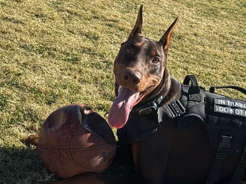 Doberman 1 year 2 months old male large named Houston for breeding in Clark County, Nevada | Petmeetly