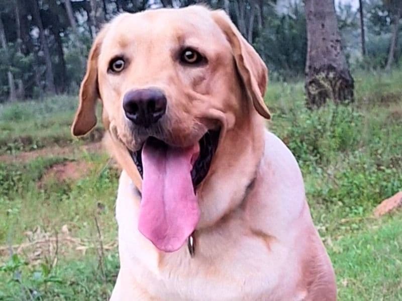 White Labrador Retriever 2 years 5 months old male medium named Rocky for breeding in Bangalore Division, Karnataka | Petmeetly