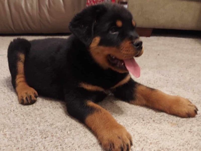 Shelby - Rottweiler | Petmeetly