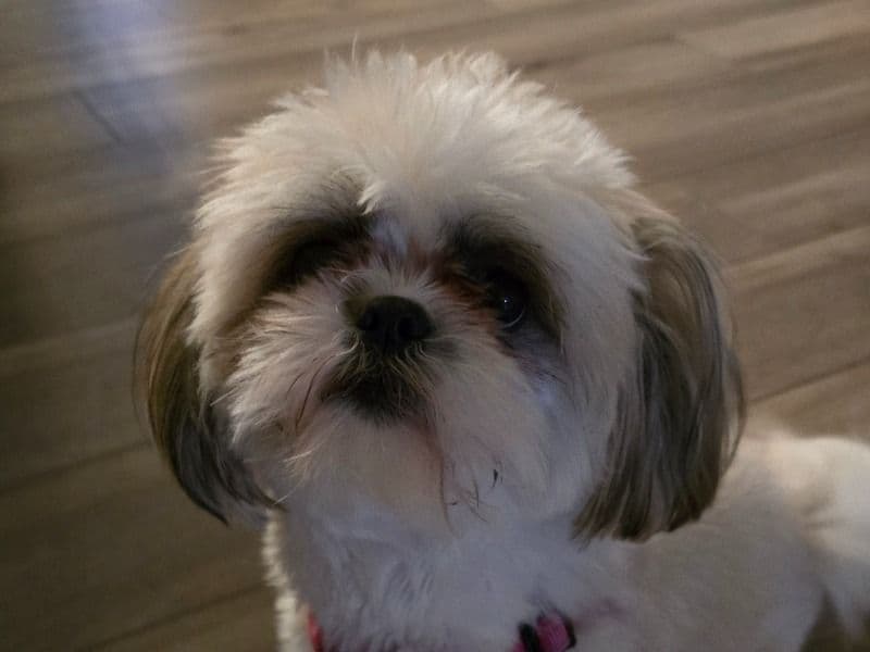 Shih Tzu 1 year 3 months old female small named Bella for breeding in Alamance County, North Carolina | Petmeetly