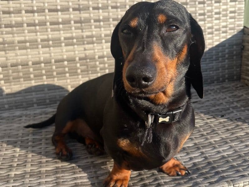 Miniature Dachshund 5 years 9 months old male small named Duncan for breeding in Lancashire, England | Petmeetly