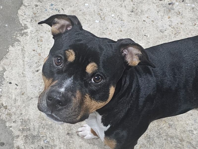 American Bully 1 year 3 months old female medium named Mira for breeding in Ocean County, New Jersey | Petmeetly