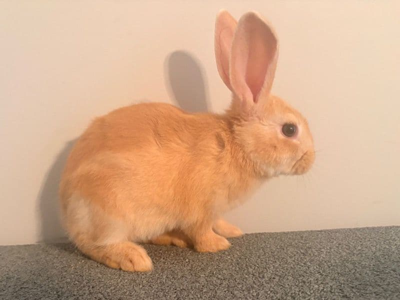 Pica Pollo - Mini Rex | Petmeetly