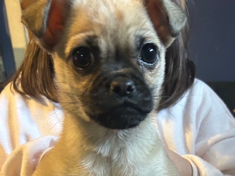 Pug 3 months old male small named Chungus for sale in Tarrant County, Texas | Petmeetly