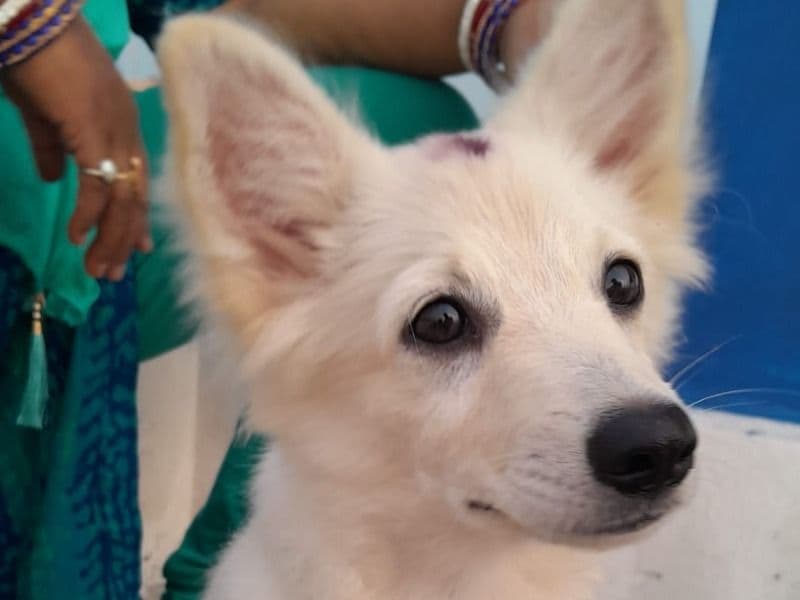 Papillon 10 months old male medium named Luci & Tiger for breeding in Bhagalpur Division, Bihar | Petmeetly