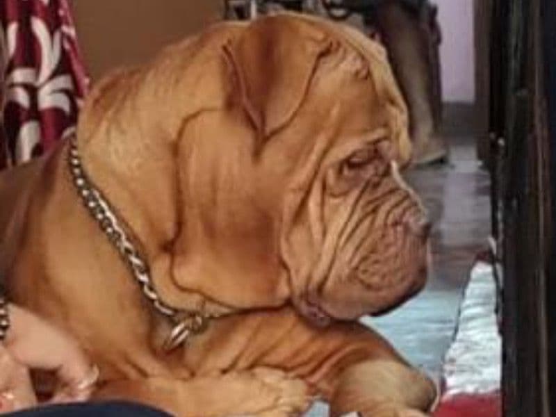 Dogue de Bordeaux 5 years 1 month old male large named Casper for breeding in Pune Division, Maharashtra | Petmeetly