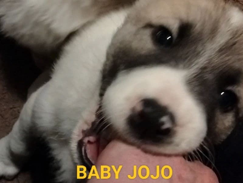 Great Pyrenees 2 months old male small named Baby Jojo for sale in Clayton County, Georgia | Petmeetly