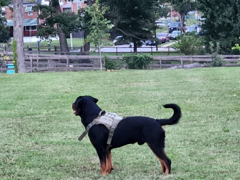 German Rottweiler 2 years 11 months old male extra large named Ja for breeding in Baltimore, Maryland | Petmeetly