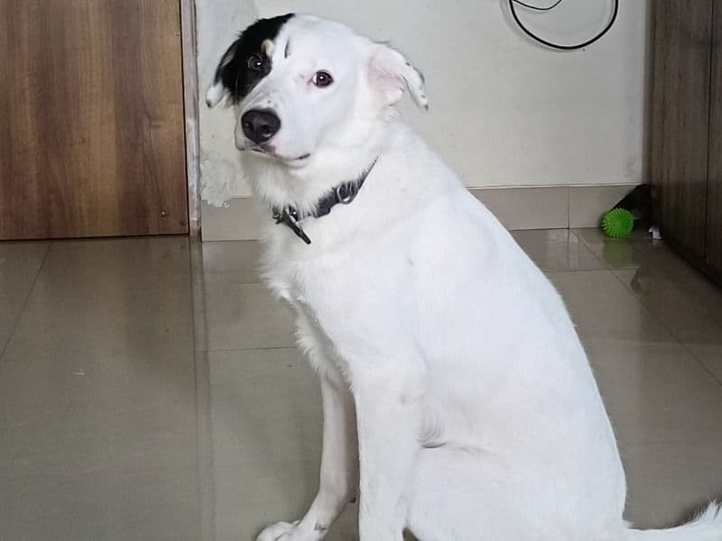 Indian Pariah Dog 1 year 6 months old male medium named Oreo for breeding in Mumbai, Maharashtra | Petmeetly