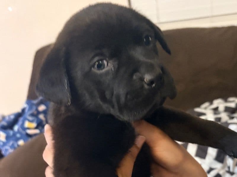 English Labrador Retriever 1 month old male small named Smoke for sale in San Joaquin County, California | Petmeetly