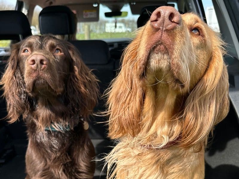 Lennie primary photo