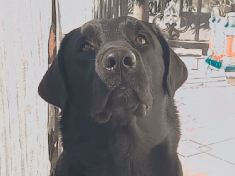 English Labrador Retriever 7 years 4 months old male medium named Sunny for breeding in Bhavnagar, Gujarat | Petmeetly
