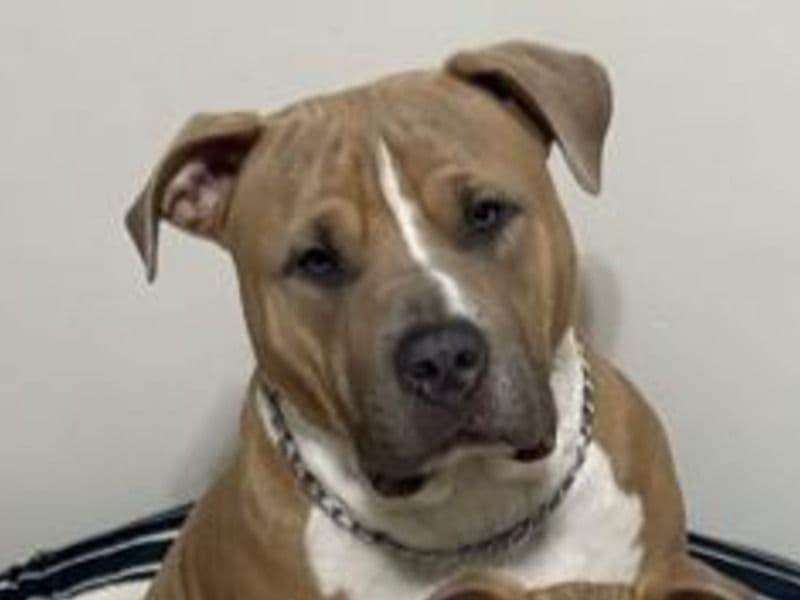 American Bully 1 year 8 months old male large named Cain for breeding in Saunders County, Nebraska | Petmeetly