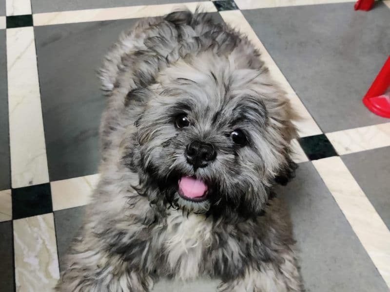 Lhasa Apso 4 years 10 months old female medium named Brownie for breeding in Konkan Division, Maharashtra | Petmeetly
