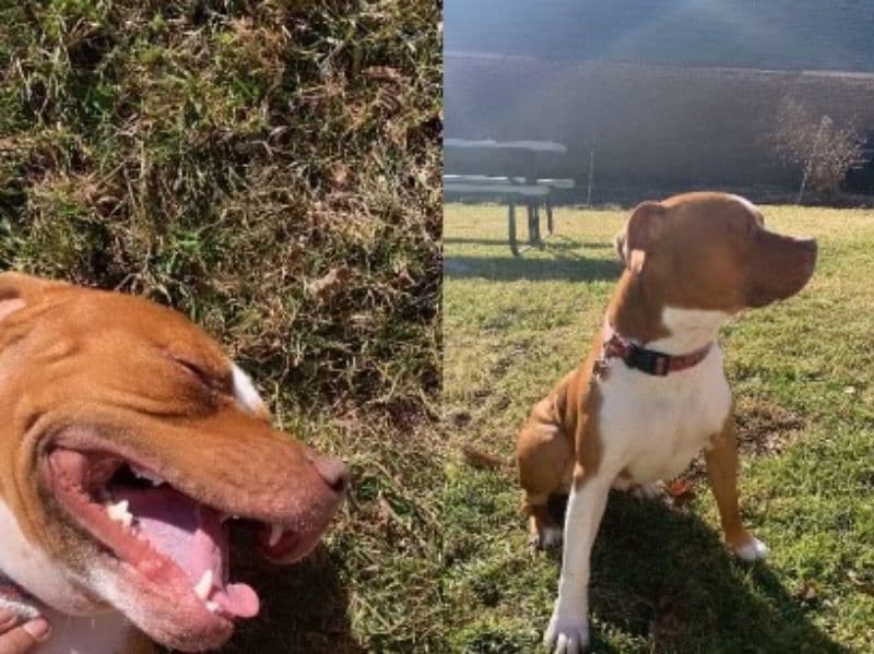 Rednose Pitbull Terrier 4 years 2 months old male small named Max for breeding in Plainfield, New Jersey | Petmeetly