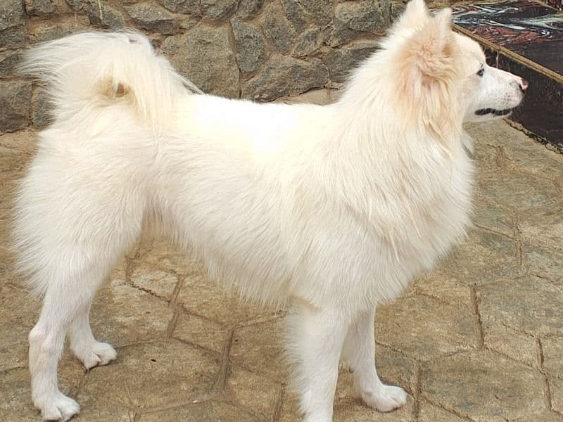 American Eskimo 2 years 2 months old male medium named Jack for breeding in Ido, Oyo | Petmeetly