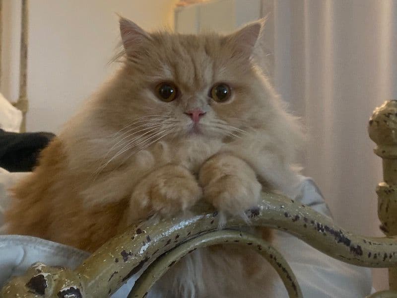 Persian 1 year 9 months old female named Loafi for breeding in Los Angeles County, California | Petmeetly
