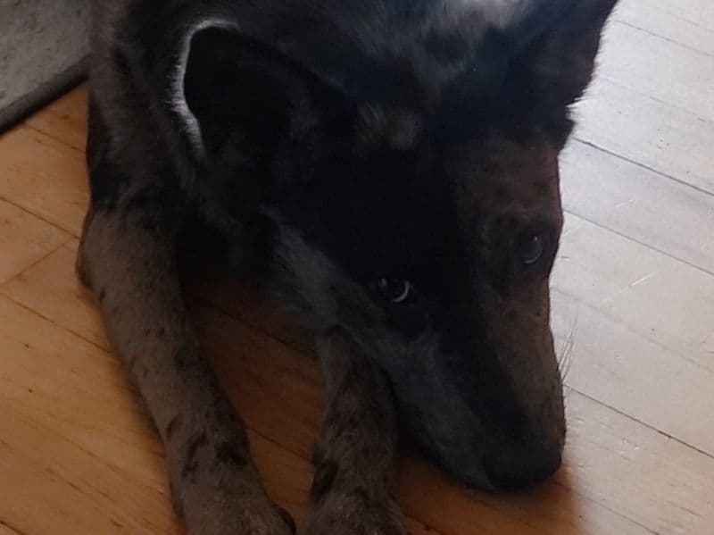 Alaskan Malamute 2 years 5 months old female medium named Suki for breeding in Fairfax County, Virginia | Petmeetly